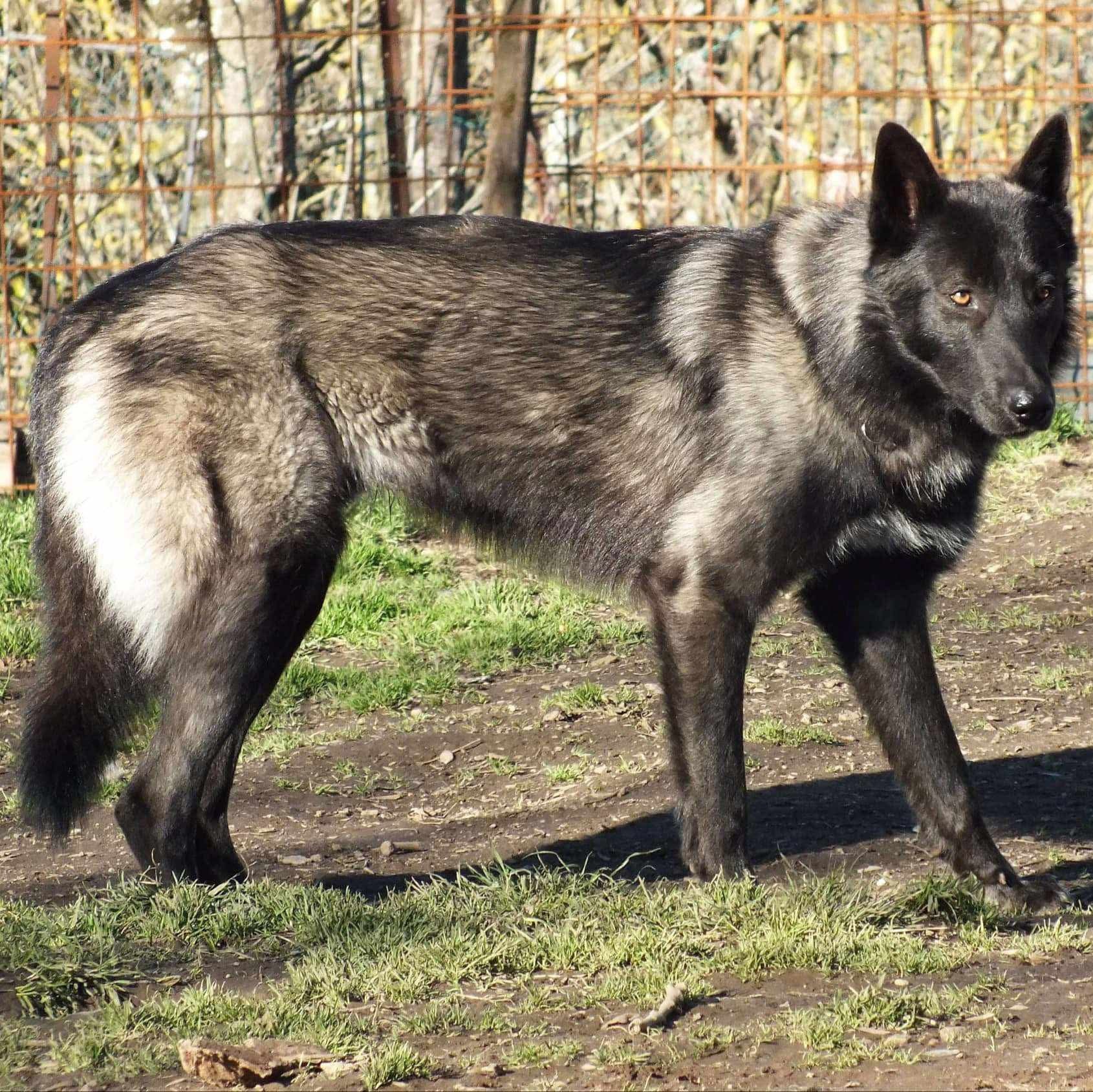 Dark, père chien loup américain
