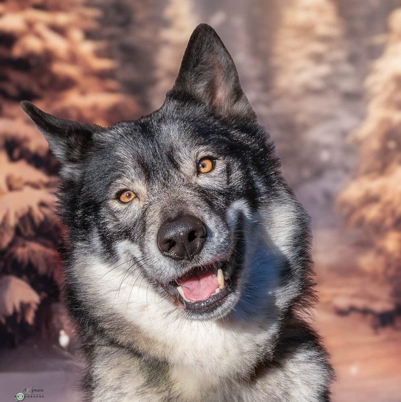 Tara, chien loup tchécoslovaque de l'élevage Wolfpack
