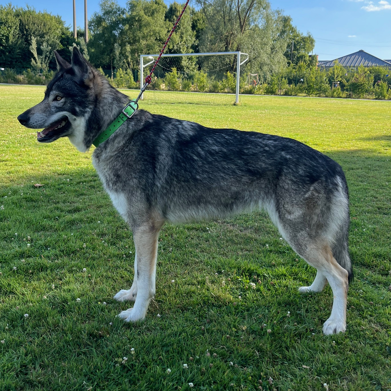Tara, mère chien loup tchécoslovaque
